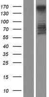 MTUS2 Protein (Over-Expression Lysate Myc-DDK (Flag))