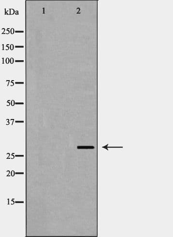 VEGFA / VEGF Antibody