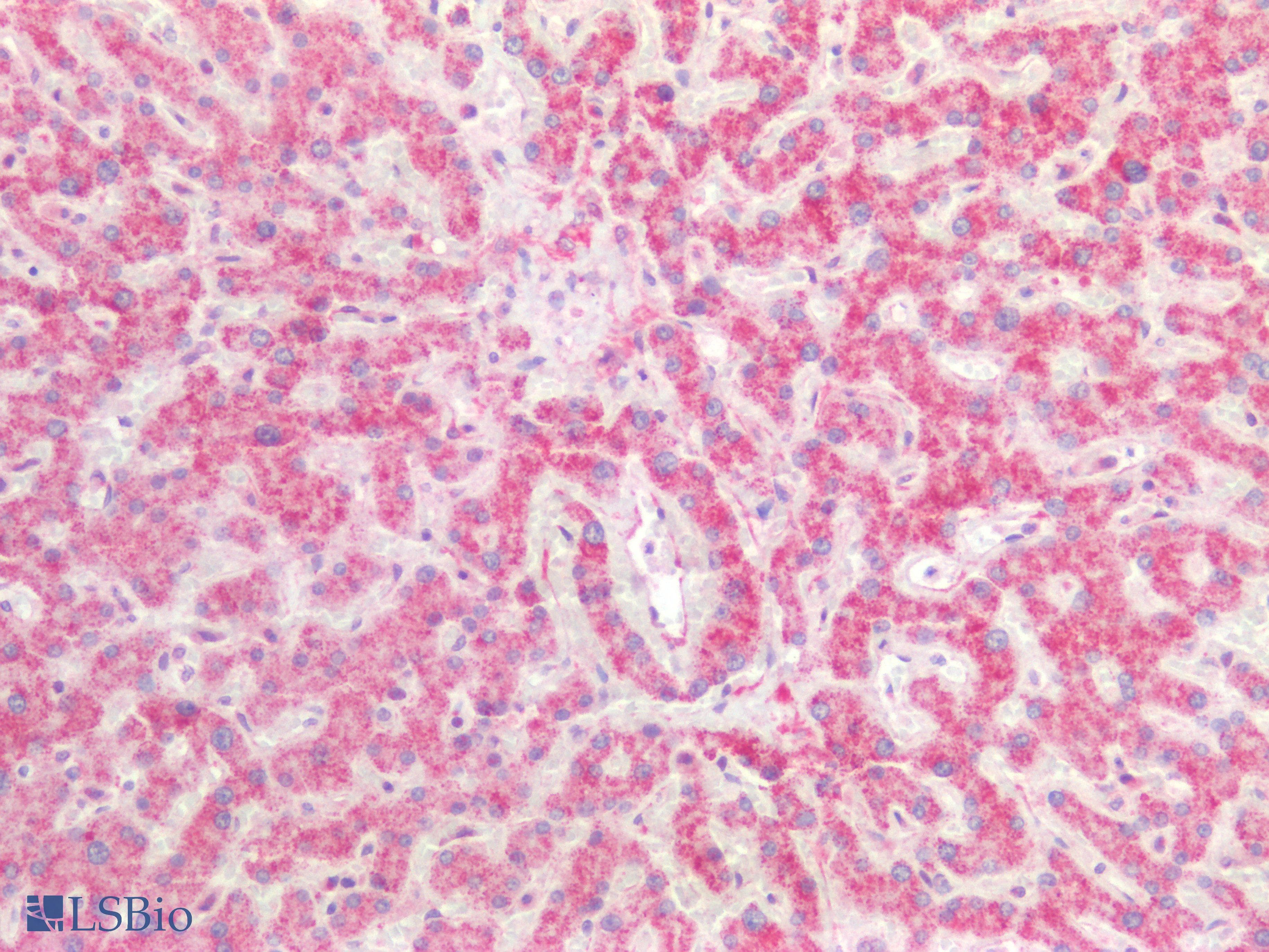PathPlus™ PTGS2 / COX2 / COX-2 Antibody