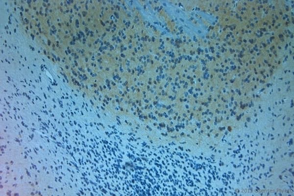 Polyclonal Rabbit anti-Human NOS1 / nNOS Antibody (aa1390-1434, IHC)
