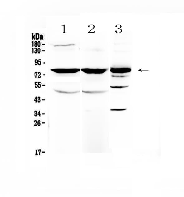 NSF Antibody
