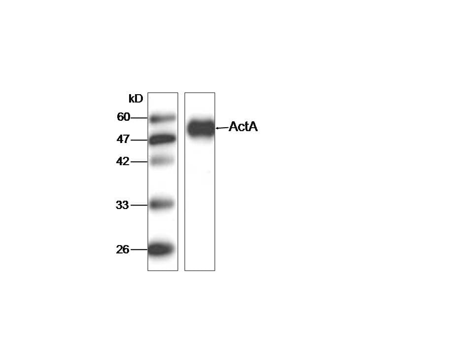 Listeria monocytogenes ActA Antibody (aa117-278)
