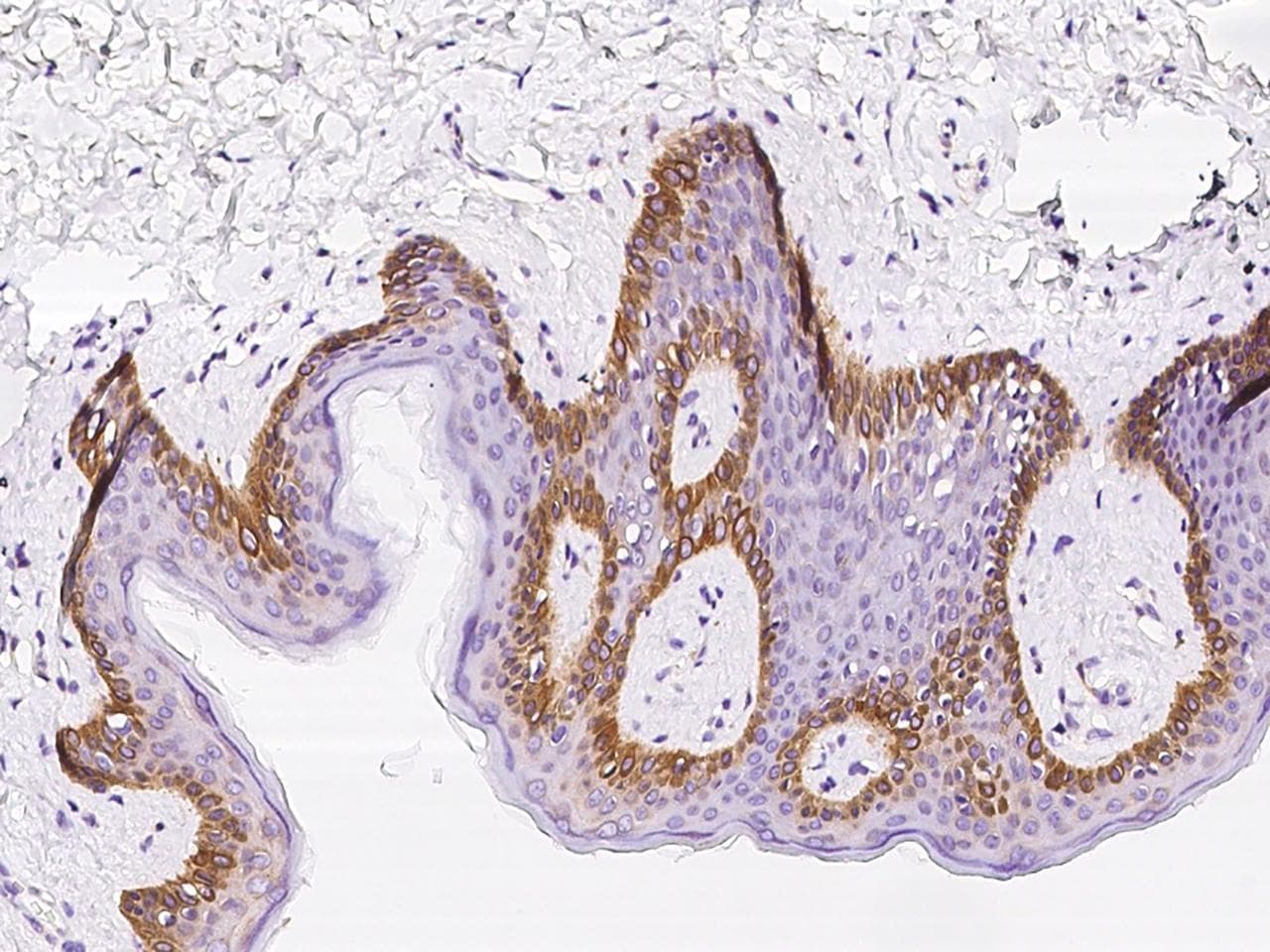 Polyclonal Rabbit anti-Human LSM14A Antibody (IHC, WB)