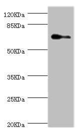 Polyclonal Rabbit anti-Human ELF1 Antibody (IHC, WB)