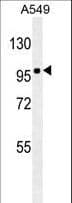 Monoclonal Mouse anti-Human ZEB1 / AREB6 Antibody (aa69-97, WB)