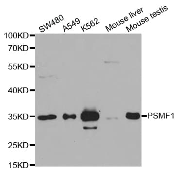 PSMF1 Antibody