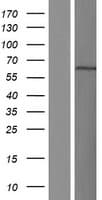 Human BANP Protein (Over-Expression Lysate Myc-DDK (Flag))