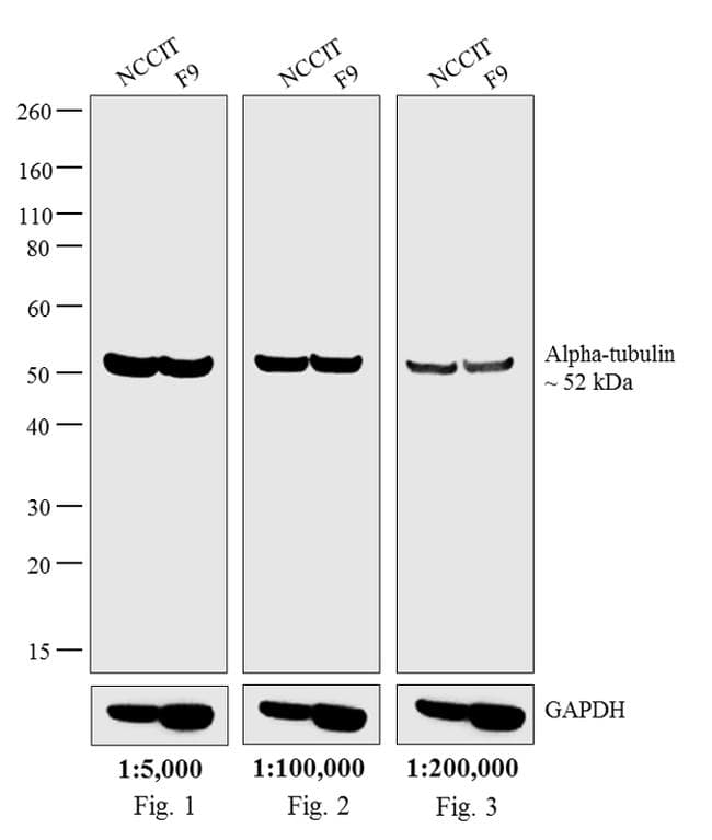 Polyclonal Goat Anti-Rat IgG Secondary Antibody (HRP, IHC, IF, WB)