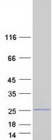 Human FAM107A / TU3A Protein (Recombinant Myc-DDK (Flag))