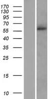 SLC38A2 / SNAT2 Protein (Over-Expression Lysate Myc-DDK (Flag))