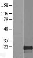 PLAC8L1 Protein (Over-Expression Lysate Myc-DDK (Flag))