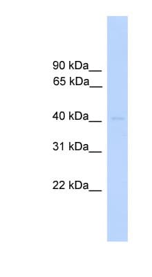 Polyclonal Rabbit anti-Human DUSP5 Antibody (aa201-250, WB)