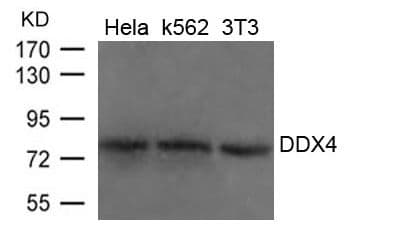DDX4 / VASA Antibody