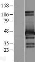 Human HOMER2 / Homer 2 Protein (Over-Expression Lysate Myc-DDK (Flag))