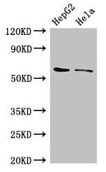 CDT1 Antibody