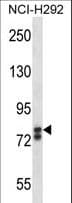 Polyclonal Rabbit anti-Human SOX30 Antibody (aa372-400, WB)