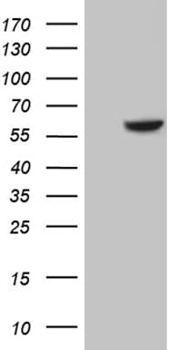 CDK17 / PCTK2 / PCTAIRE2 Antibody (aa6-132, clone OTI2E11)