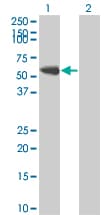 Monoclonal Mouse anti-Human SYN / FYN Antibody (clone 3G11-F9, WB)
