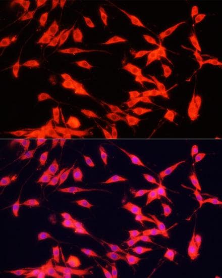 FXR1 Antibody