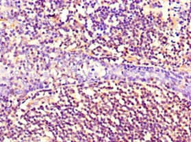 NES / Nestin Antibody (clone 2G2F7)