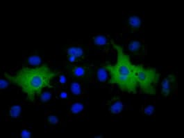 MPP3 Antibody (clone OTI2A11)