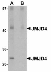 IHC-plus™ JMJD4 Antibody