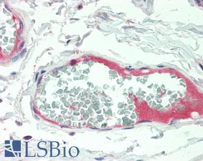 PROS1 / Protein S Antibody (aa301-476)