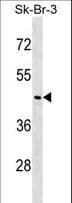 NEGR1 / Neurotractin Antibody (aa189-218)