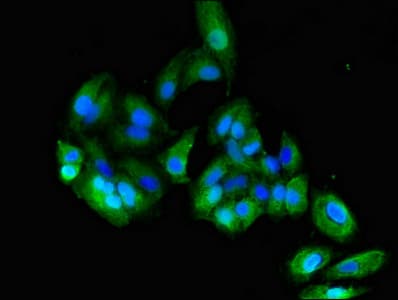 CD66c / CEACAM6 Antibody