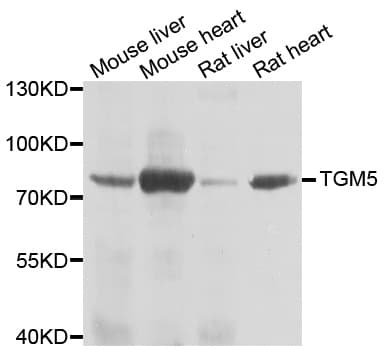 TGM5 / Transglutaminase 5 Antibody