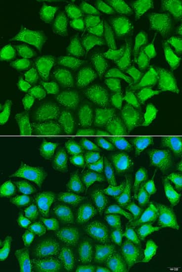 TRAF3 Antibody