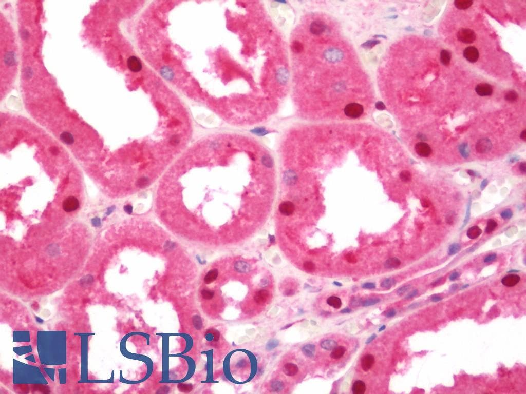 IHC-plus™ APG4B / ATG4B Antibody