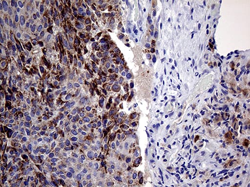 PRODH Antibody (clone OTI2C11)