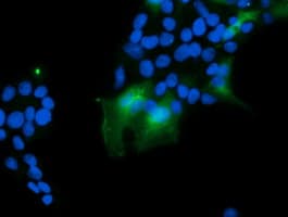 VBP1 Antibody (clone OTI2A3, Carrier-free)