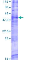 Human TAAR8 Protein (Recombinant GST)