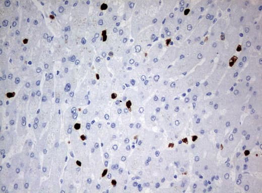 PBX1 Antibody (clone UMAB110, Carrier-free)