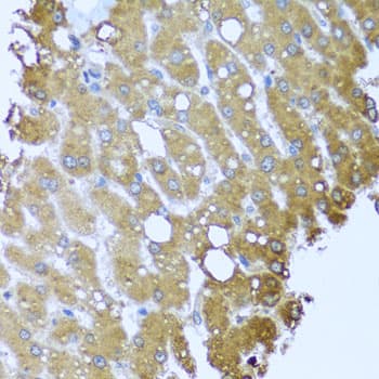 STRN / Striatin Antibody