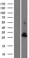 PGAM4 Protein (Over-Expression Lysate Myc-DDK (Flag))