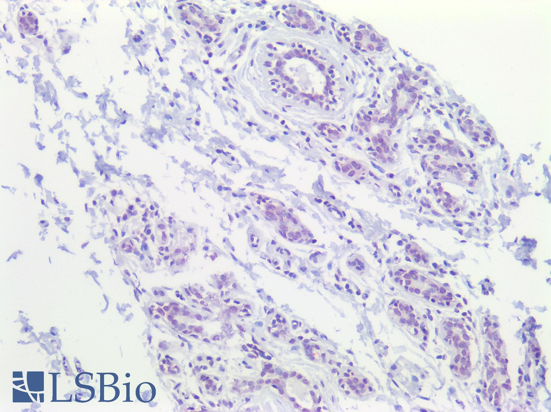 PathPlus™ CBFA1 / RUNX2 Antibody (clone 4D5)