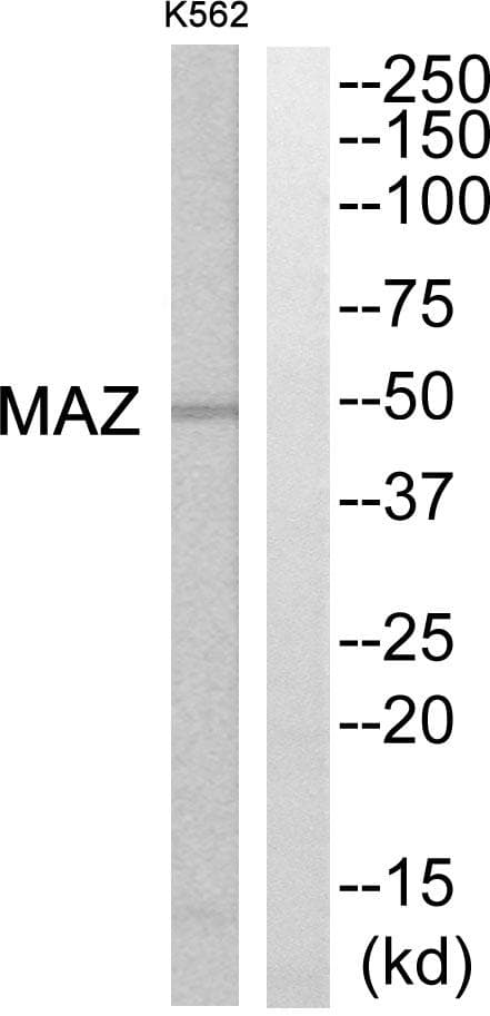 Polyclonal Rabbit anti-Human MAZ Antibody (WB)