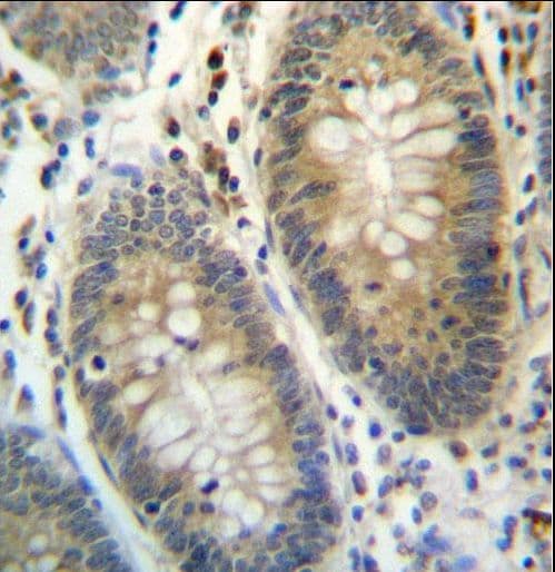 Polyclonal Rabbit anti-Human TEX261 Antibody (aa148-176, IHC, WB)
