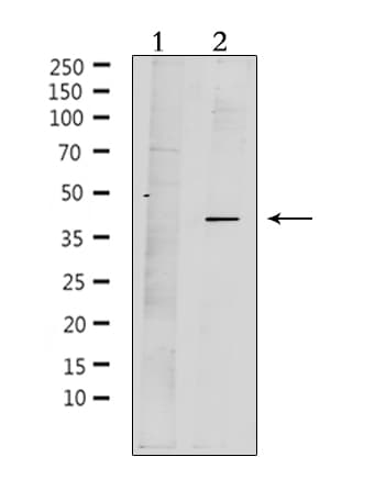 PAQR7 / mSR Antibody
