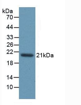 Rat CASP1 / Caspase 1 Protein (Recombinant His, N-Terminal)