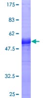 Human PPP2R3B Protein (Recombinant GST)