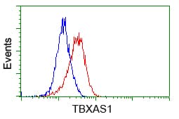 TS / Thromboxane Synthase Antibody (clone OTI1H9, Carrier-free)