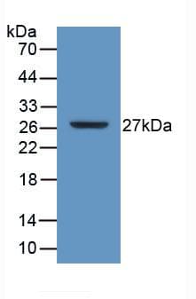ATP1B3 Antibody (aa61-273)
