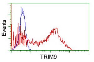SPRING / TRIM9 Antibody (clone OTI1G10)