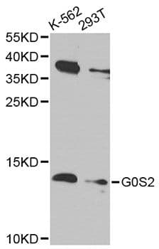 G0S2 Antibody