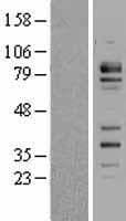 Carom / FCHSD2 Protein (Over-Expression Lysate Myc-DDK (Flag))