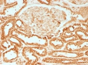 CANX / Calnexin Antibody (clone CANX/1541)